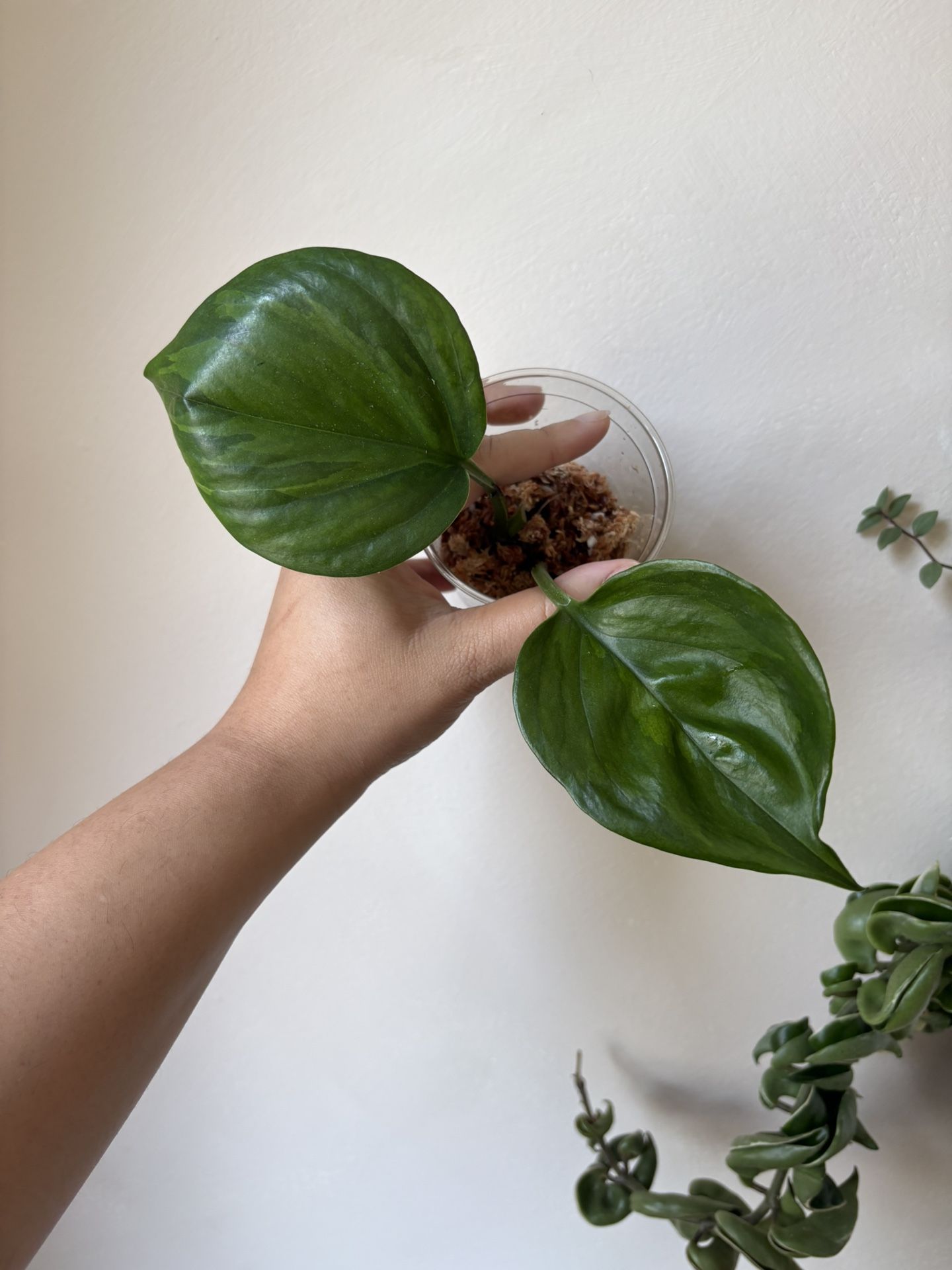 Pothos Manjula Green On Green Variegated Plant