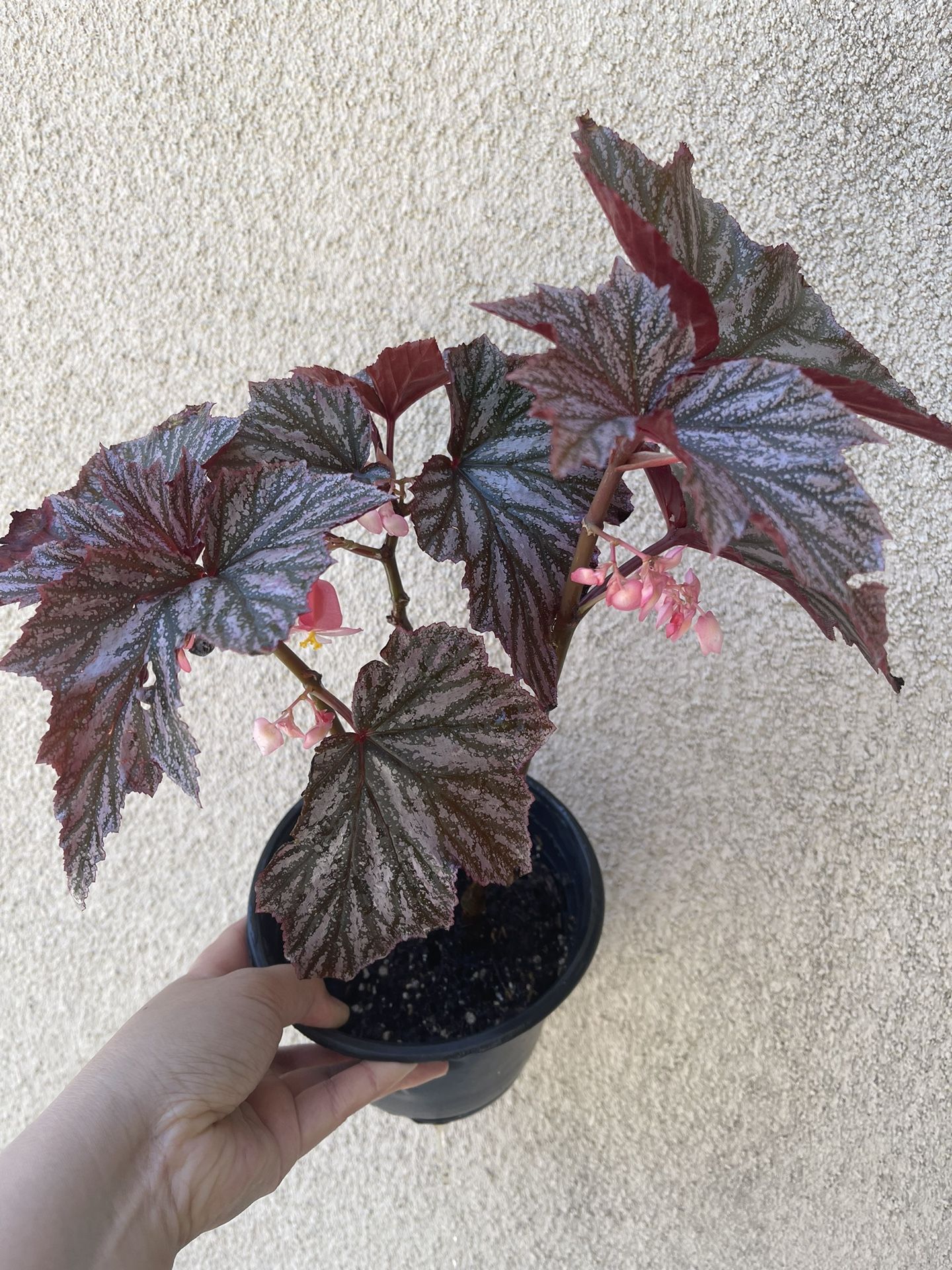 Beautiful Begonia Pink Minx Plant 6’pot
