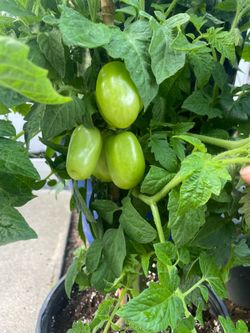 Tomates
