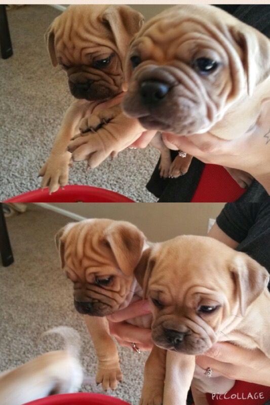 Pug mix puppies