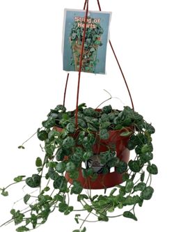 String of hearts 💚