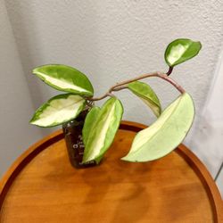 Hoya Crimson Princess Plant