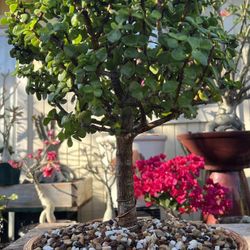 Arbolito de la Abundancia 