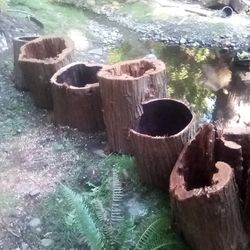 Natural Hallow Cedar Tree  Planter's 