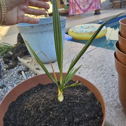 Dates Trees Ready To Be Planted