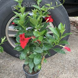 Red Mandevilla vine