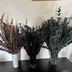 Large Dried Preserved Eucalyptus