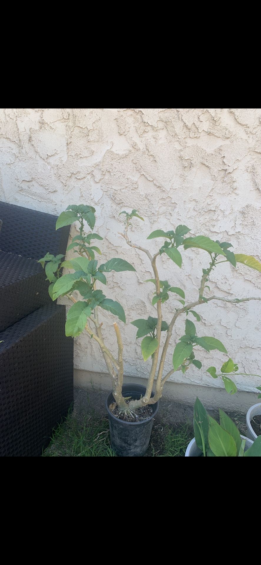 Angels Trumpet (Trompeta De Angel)