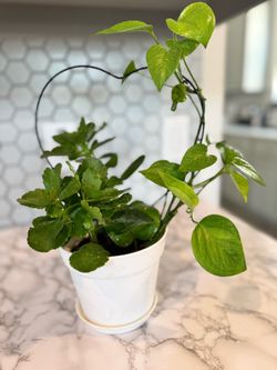 Decorative indoor money plant/kalanchoe live plant with 5 in white pot/saucer & heart shape stand