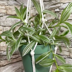 Tradescantia Albiflora Variegated Easy To Care House Plant In Pot 5”H With Saucer.