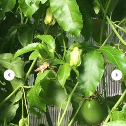 这是英文翻译：

🌿 Looking to grow fruit trees in your backyard?

🍊 Healthy Loquat Tree 💰 $45 each

💜 Passion Fruit Vine  