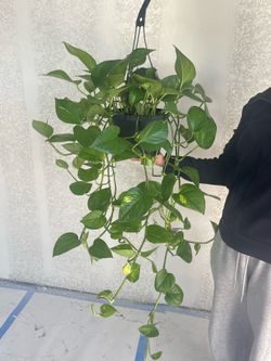 Huge Green Pothos