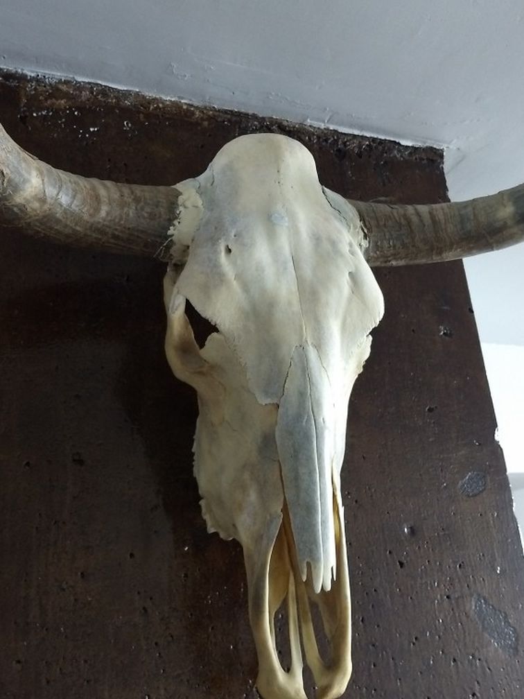Real Bull Cow Skull