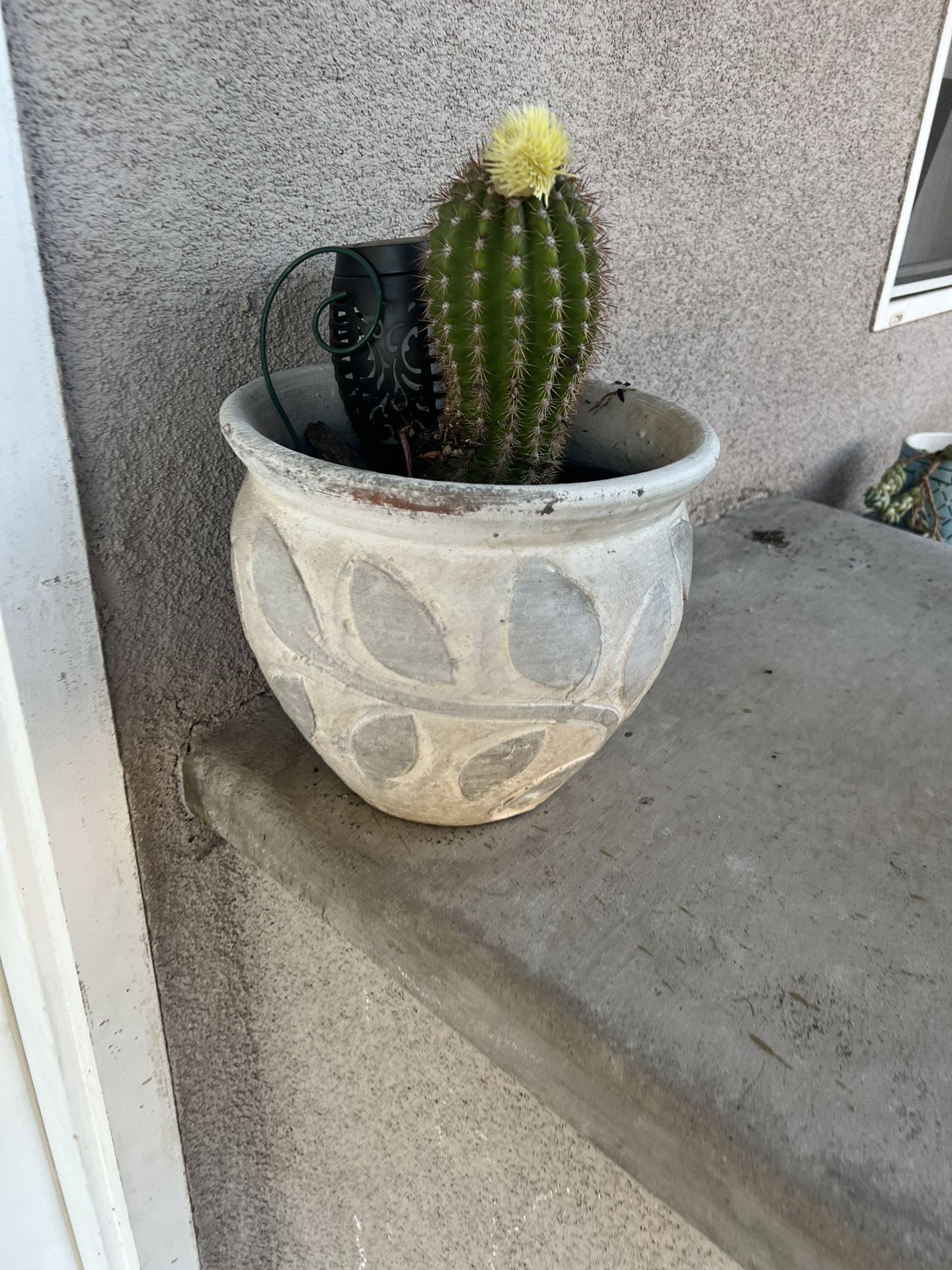 Plants