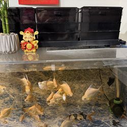 Fish tank