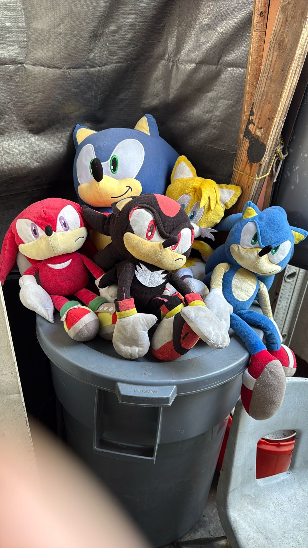 Sonics hedgehogs
