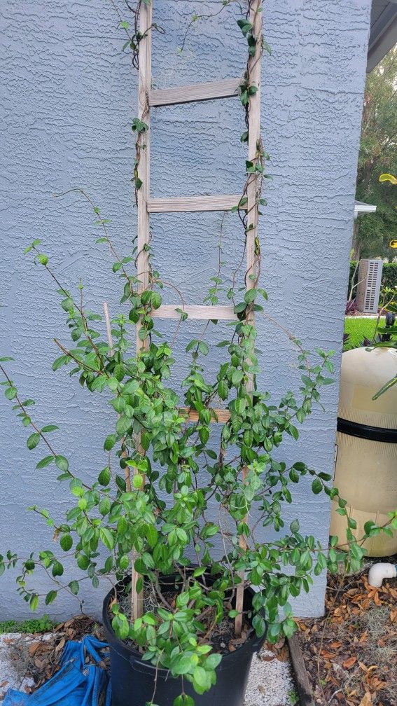Confederate JASMINE Vine