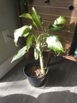 Dieffenbachia Camouflage 
