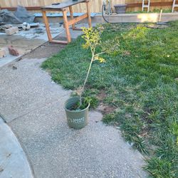 Oak Tree