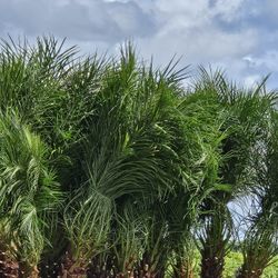 Robellines Palms Triples Instant DecorationFast growing plants  privacy and fence  for home condominiums new construction development 
Clusias
Podocar