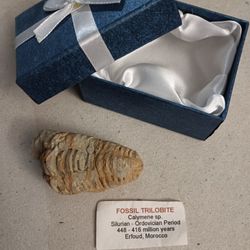 ***FALL SALE***Fossils Rocks And Minerals 