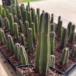 4 inch pot Mexican fencepost cactus grown from seed.
