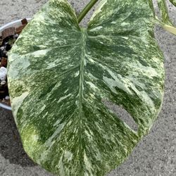 Monstera Delociosa Legacy 