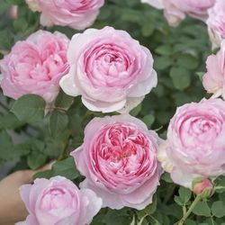 Rare Chinese Rose Plant-【Yuhuan Ming】Jade Ring Chime