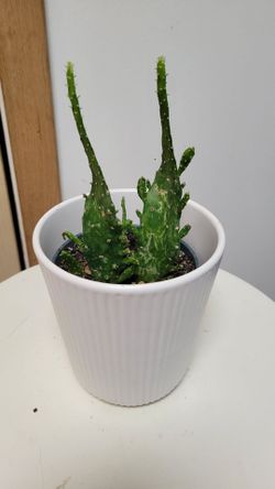 House Plant