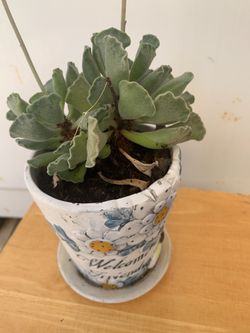 Plants 🪴