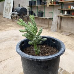 Beautiful shaped Cactus 