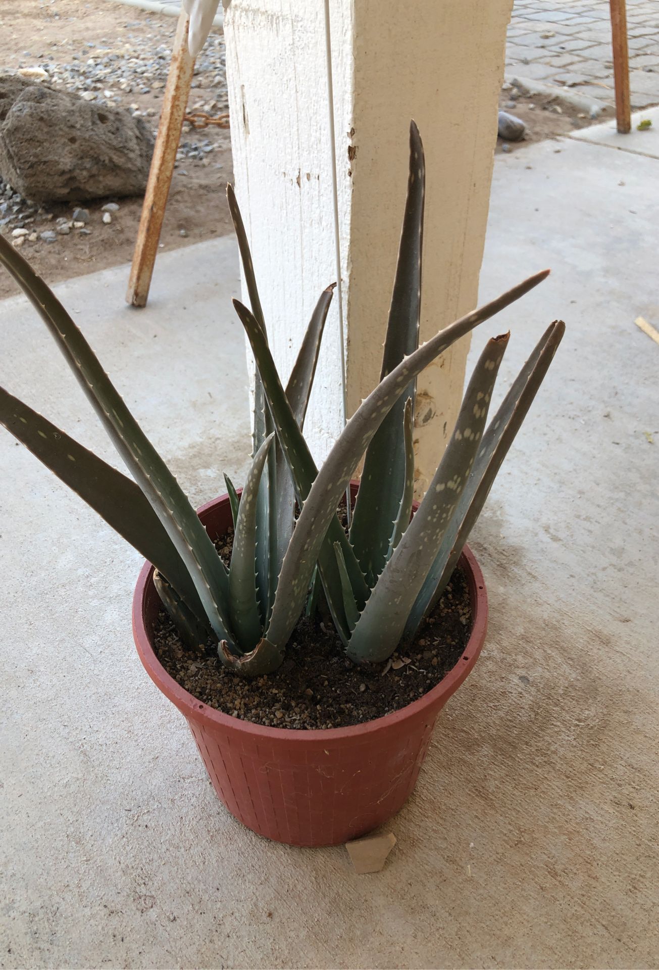 Aloe Vera