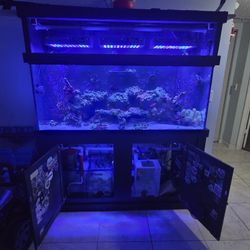 125g Reef Tank
