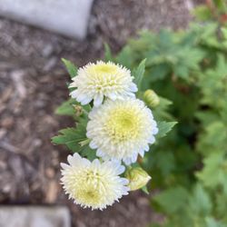 Organic Heirloom Chinese Chrysanthemum For Herbal Tea “Gong Ju Hua” Medicinal Herb Plant
