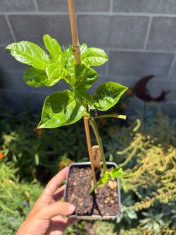 Passion Fruit Vines