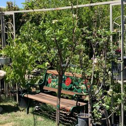 Fruit Trees Plum “Satsuma” 15 gallon container 