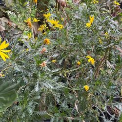 Plai Euryops - Daisy Yellow
