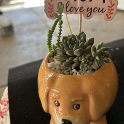 Golden Retrieve Dog With Succulent Arrangement 