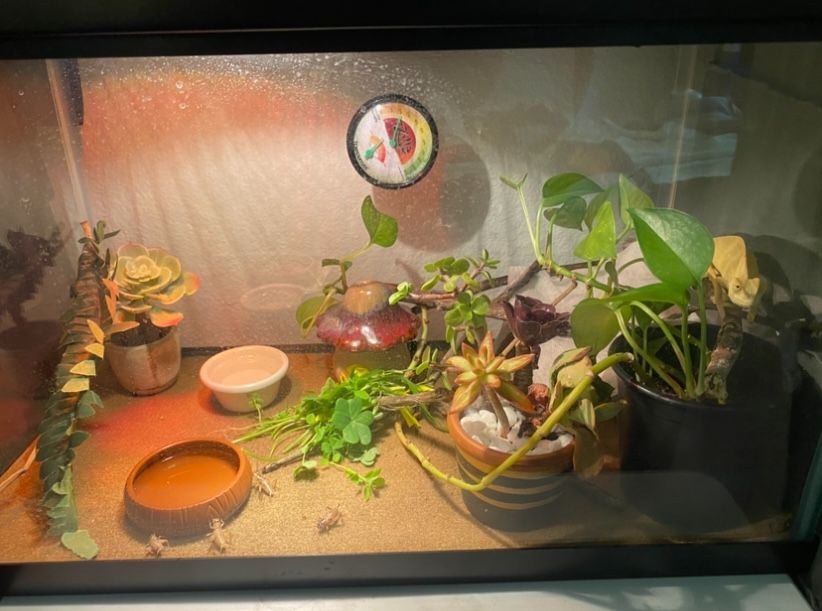 Chameleon Tank Plus The Chameleon