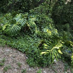 Monstera Plant Huge 