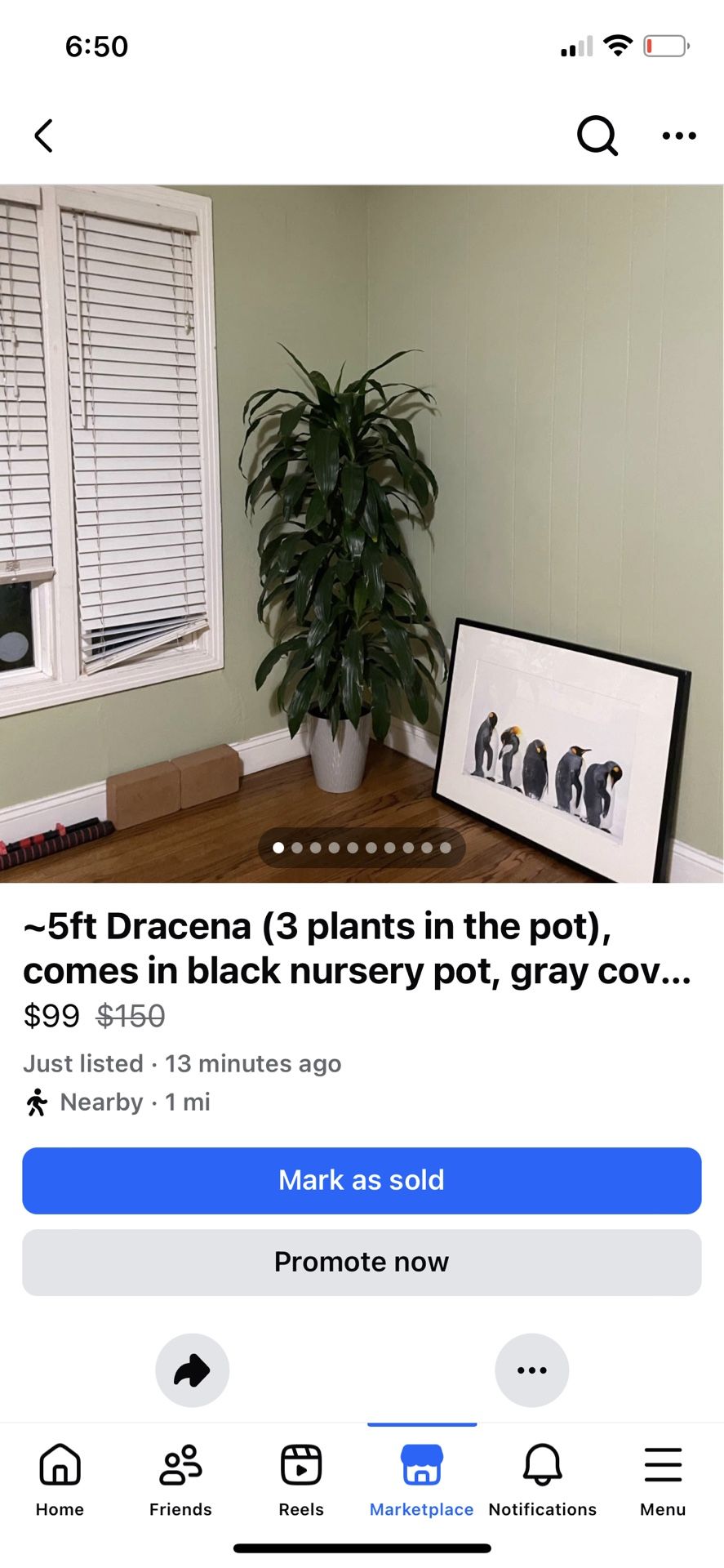 ~5ft Dracena (3 plants in the pot), comes in black nursery pot, gray cover pot not included, 95820