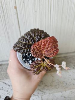 Begonia Ruby Dragon (Baik x dracopelta) Plant