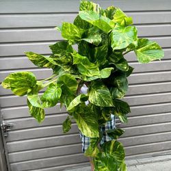 10” Big Hawaiian Pothos