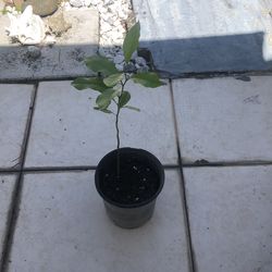 Lemon plant