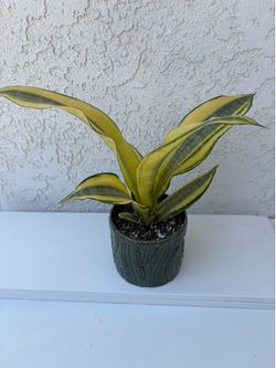 Golden Hahnii Snake Plant
