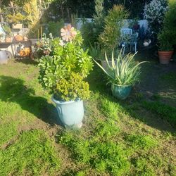 Big Plant Sale ☘️🌵☘️🌵☘️