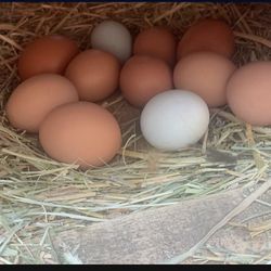 Farm Fresh Eggs 