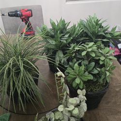 Decorative Plants 