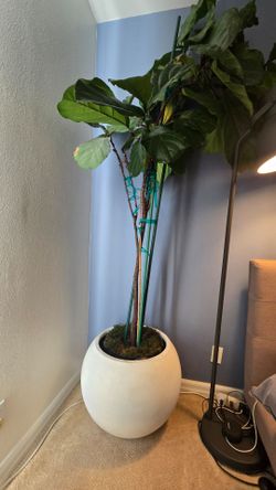 Fiddle leaf tree plant with 24" (diameter) pot