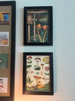 Set of 2 Framed Mushroom Botanical Wall Art Prints